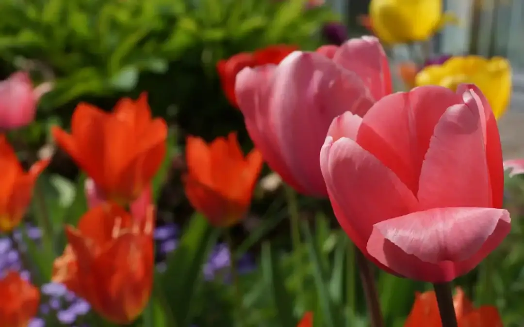 Herbstzeit ist Pflanzzeit – jetzt vorsorgen für ein blühendes Frühjahr!
