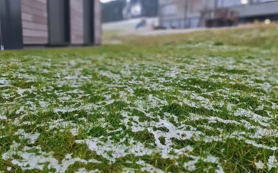 Frühlingsdünger für den Rasen